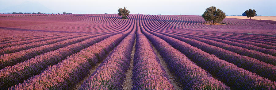 Flower Photograph - Lavender Field, Fragrant Flowers by Panoramic Images