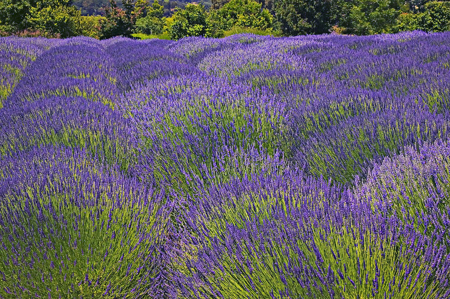 Flower Photograph - Lavender field by Garry Gay