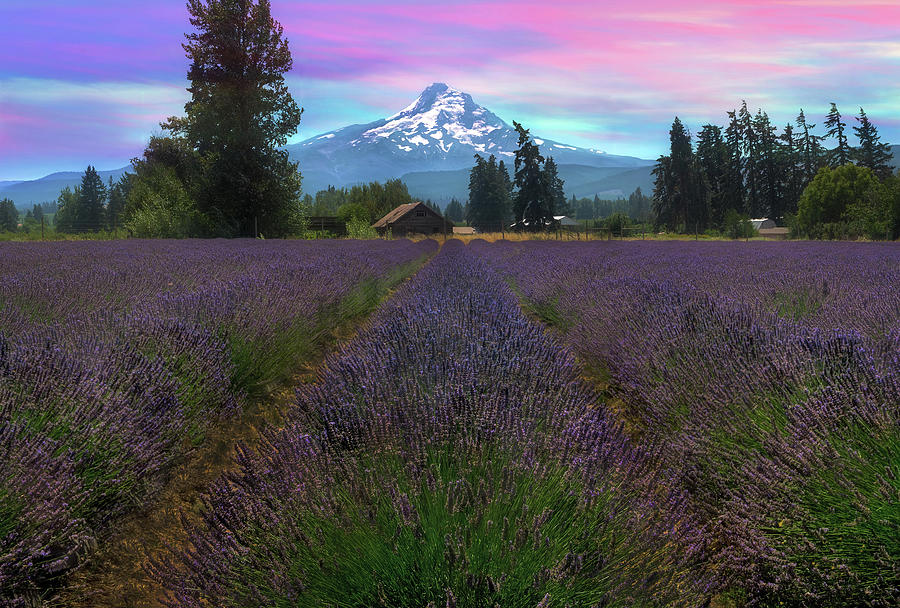 Lavender Field in Hood River Oregon After Sunset Photograph by David Gn