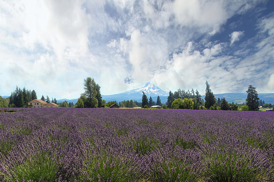 Lavender Field in Hood River Oregon Photograph by David Gn