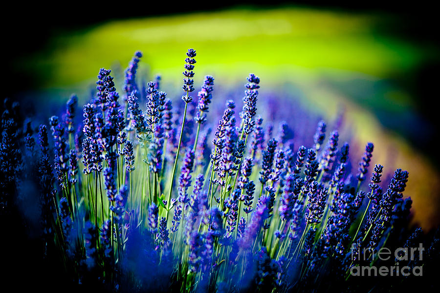Lavender field in Latvia Photograph by Raimond Klavins