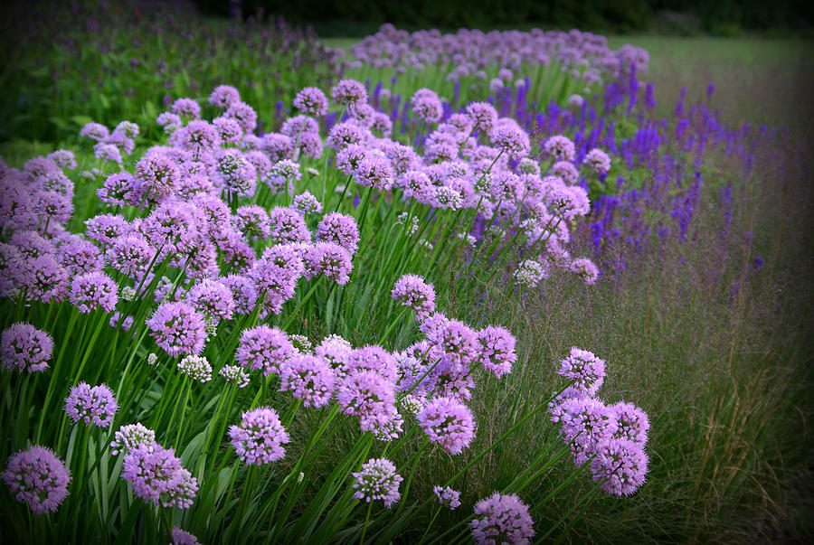 Lavender Field Photograph by Linda Mishler
