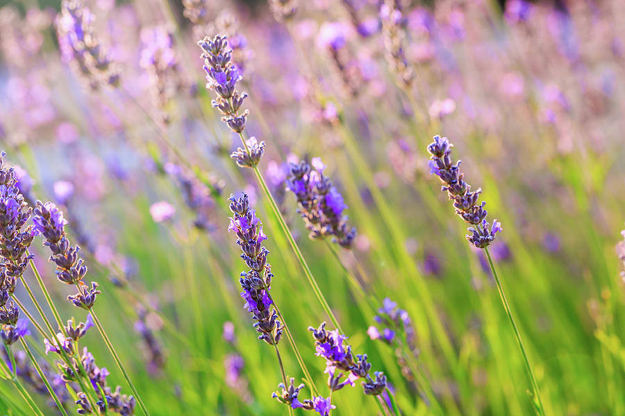 Nature Photograph - Lavender field by Natalia Macheda