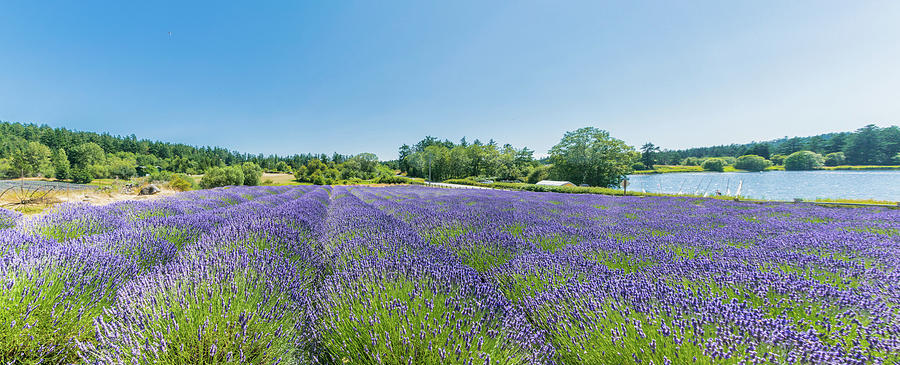 Lavender Field Pano Photograph by David Lee