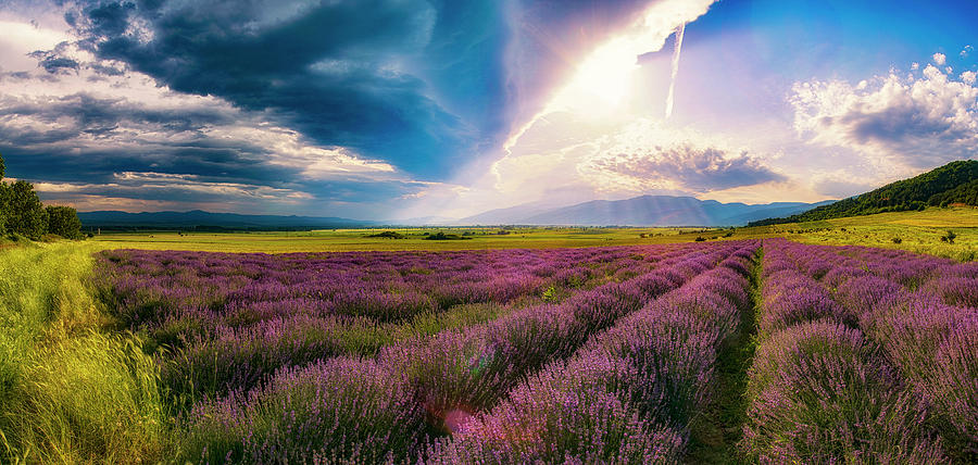 Lavender field panorama Photograph by Plamen Petkov