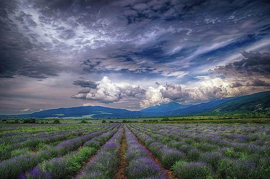 Sunset Photograph - Lavender field by Plamen Petkov
