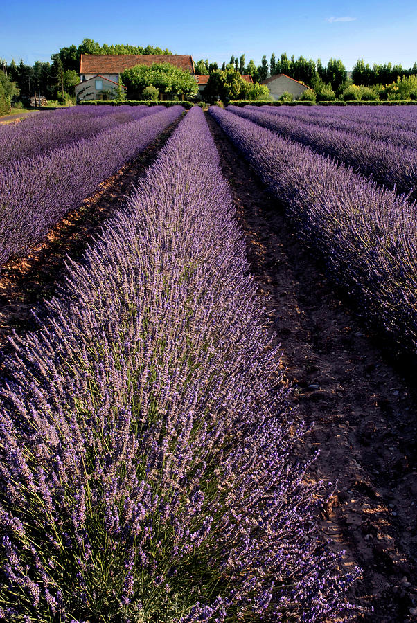 Lavender Field Provence France Photograph by Dave Mills