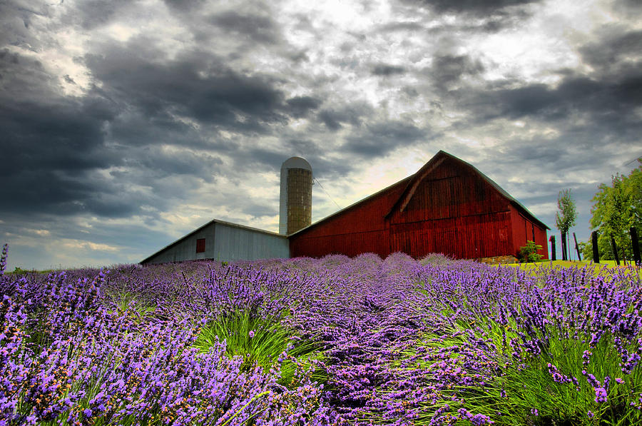 Landscape Photograph - Lavender Field by Russell Todd