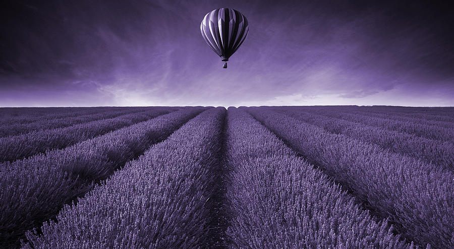 Summer Photograph - Lavender field Summer sunset landscape with hot air balloon tone by Matthew Gibson