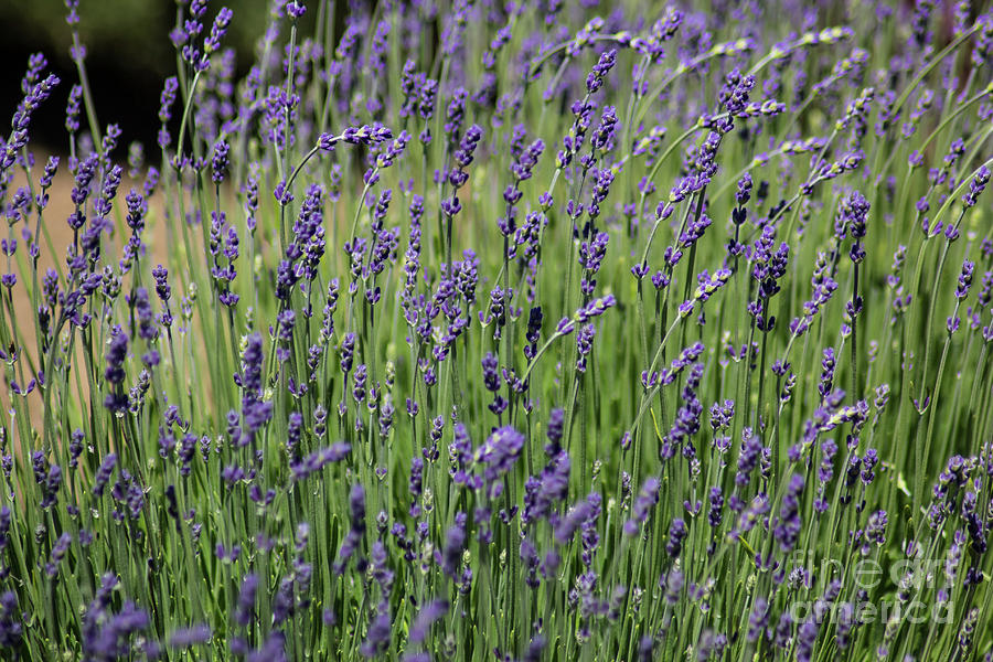 Lavender Field Photograph by Suzanne Luft