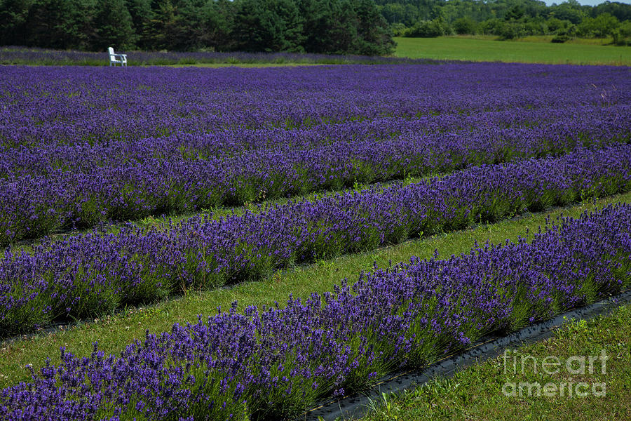 Lavender Field Photograph by Timothy Johnson