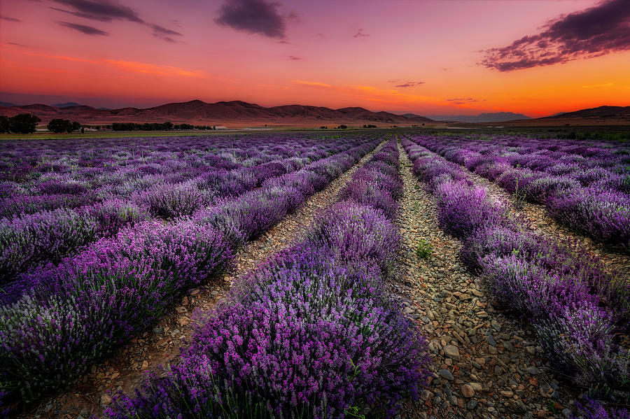 Lavender Fields at Sunrise Photograph by Michael Ash
