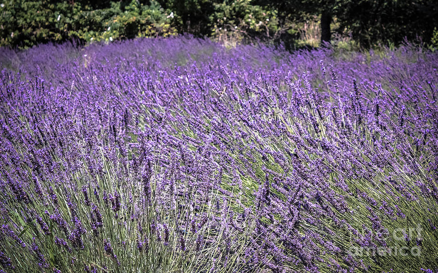 Lavender Fields Photograph by Colleen Kammerer