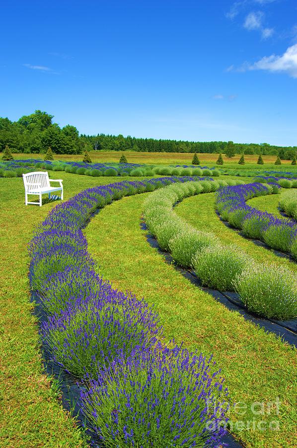 Lavender Fields Forever Photograph by Brigitte Emme