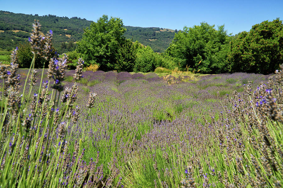 Lavender Fields Forever Photograph by Weir Here And There