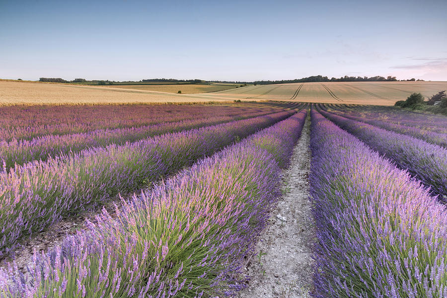 Lavender Fields Photograph by Ian Hufton - Fine Art America