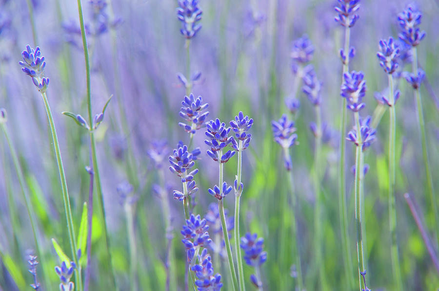 Lavender Fields Photograph by Jenny Rainbow