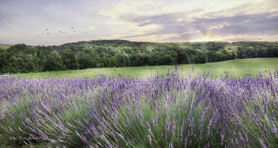 Lavender Fields Photograph by Lori Deiter
