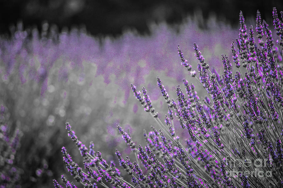 Lavender Fields Photograph by Lynn Sprowl