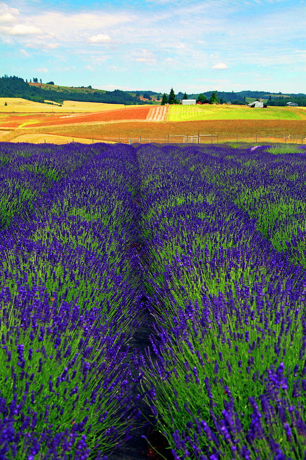 Lavender Fields Photograph by Margaret Hood