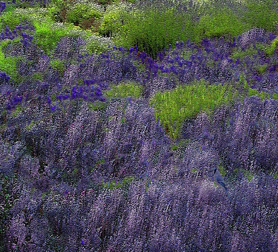 Lavender Fields Photograph