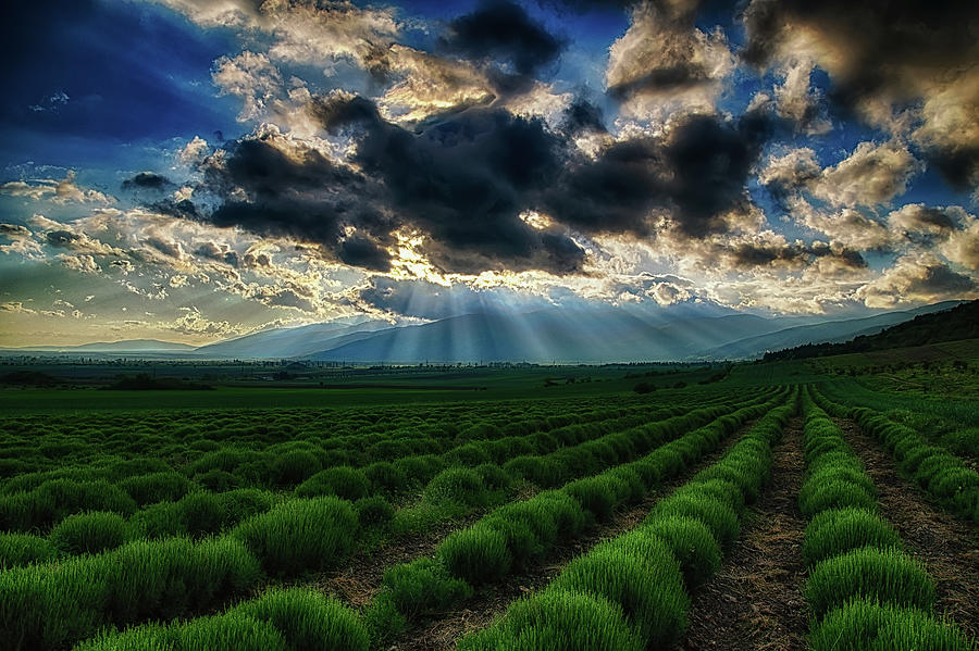 Lavender fields Photograph by Plamen Petkov