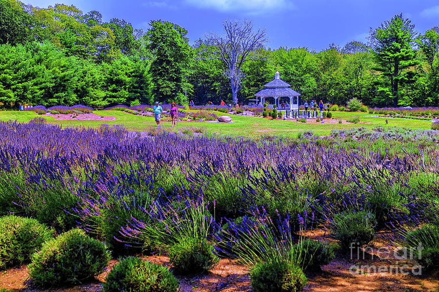 Lavender Fields Photograph by Rick Bragan