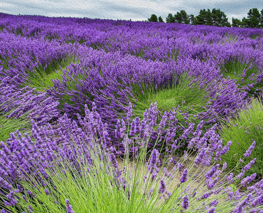 Lavender Fields Photograph by Roslyn Wilkins