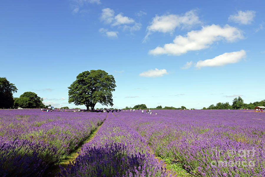 Lavender fields Surrey UK Photograph by Julia Gavin