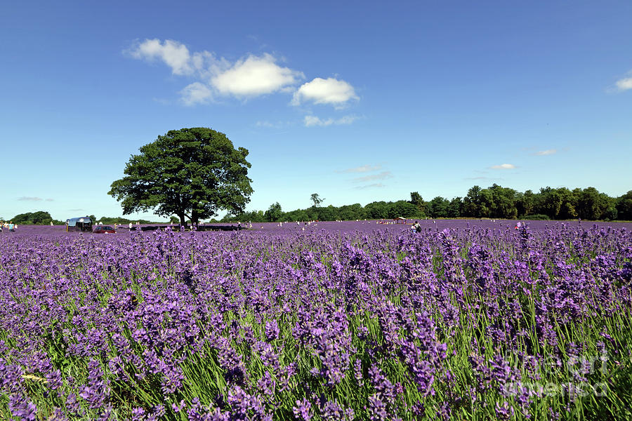 Lavender fields UK Photograph by Julia Gavin