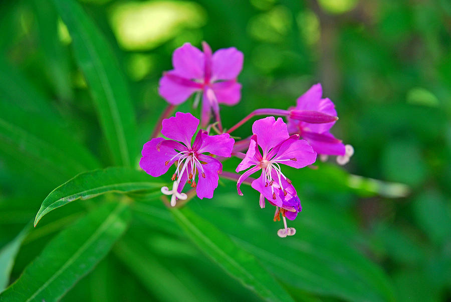 Lavender Fireweed Photograph by Robert Meyers-Lussier