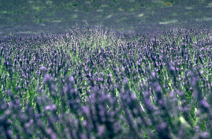 Lavender Photograph by Flavia Westerwelle