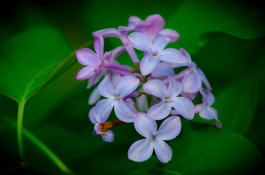 Lavender Flora Photograph by Bruce Pritchett