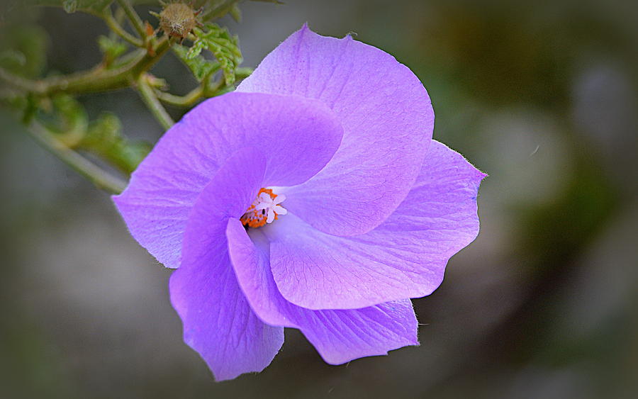 Lavender Flower Photograph by AJ Schibig
