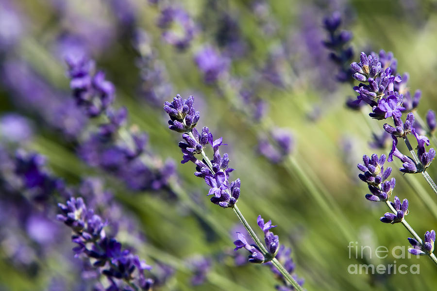Nature Photograph - Lavender flower by Dan Radi