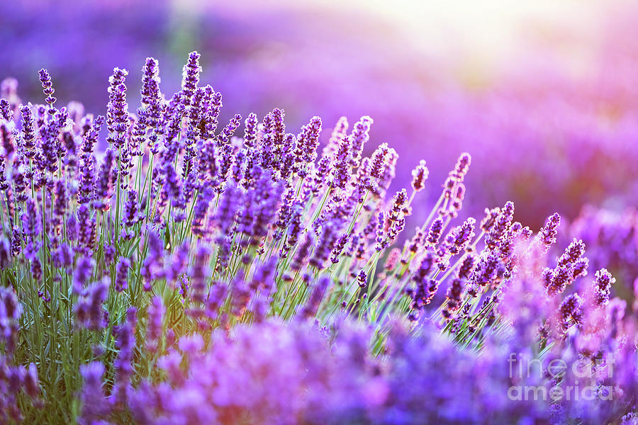 Lavender flower field at sunset. Photograph by Michal Bednarek