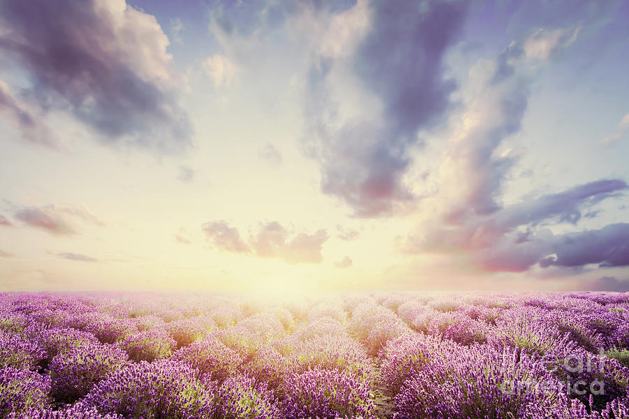 Lavender flower field at sunset. Vintage Photograph by Michal Bednarek