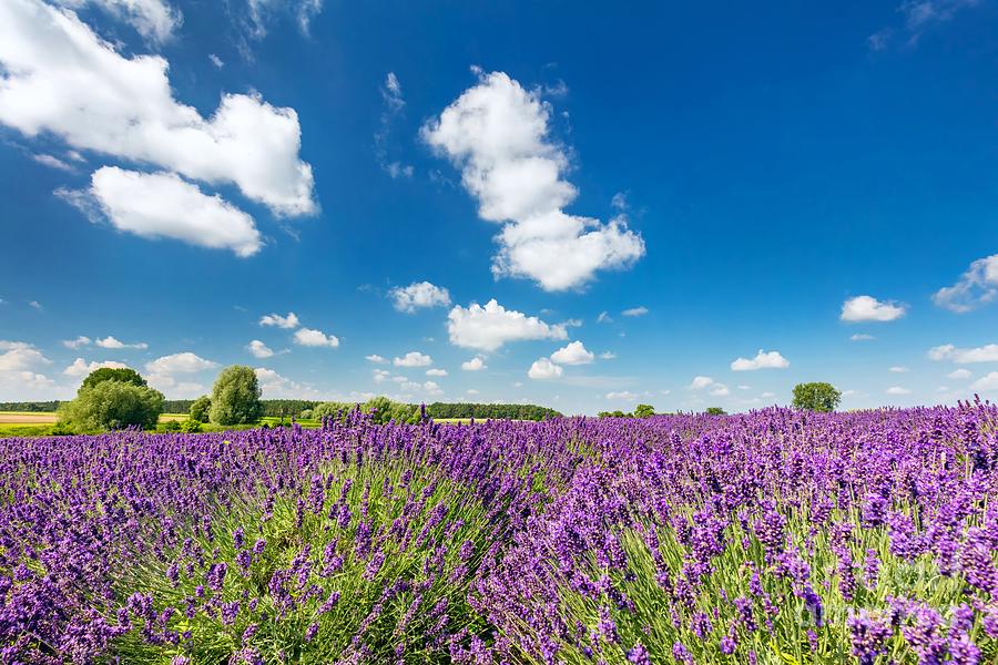 Flower Photograph - Lavender flower field in full bloom, sunny blue sky by Michal Bednarek