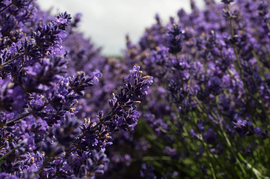 Lavender Edible Flowers - Westlands UK