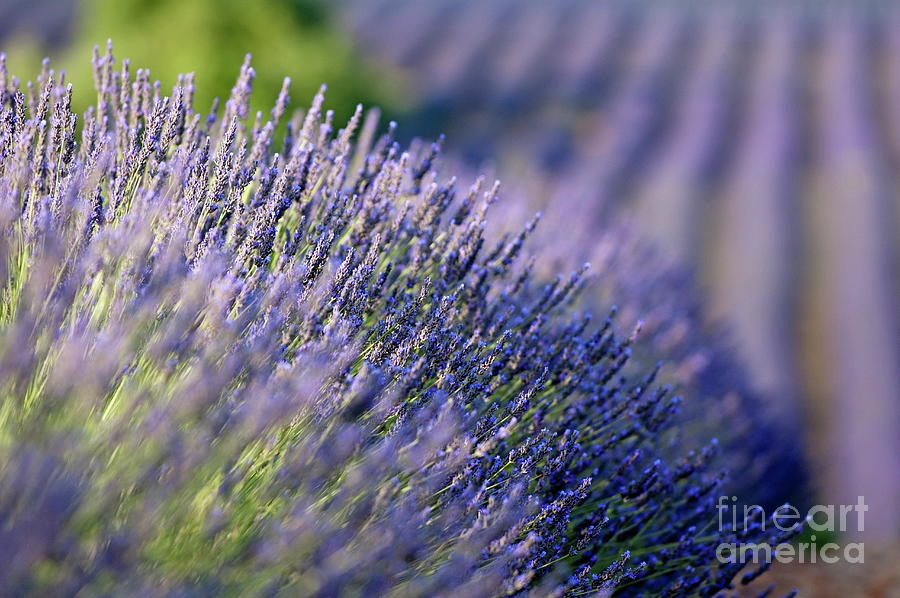 Lavender flowers in a field Photograph by Sami Sarkis