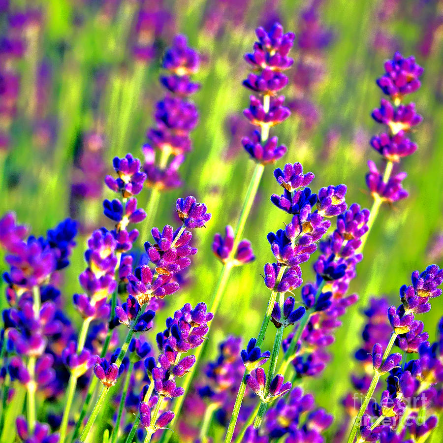 Lavender Flowers in Bloom Photograph by Olivier Le Queinec