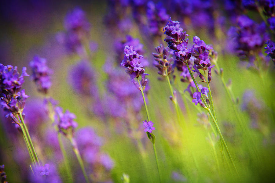 Lavender Flowers Photograph by Natalia Klenova - Pixels