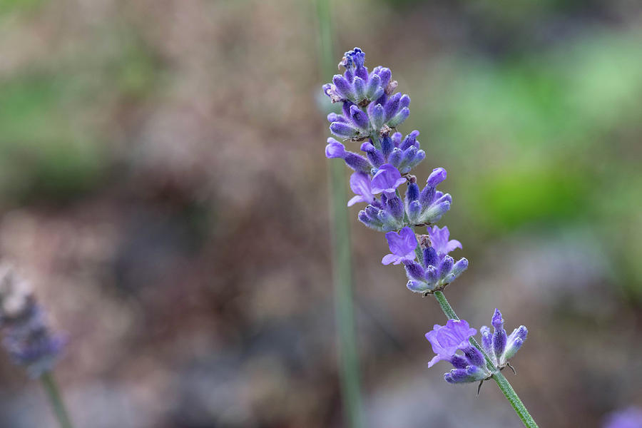 Lavender Flowers with green park background. Photograph by Wael ...