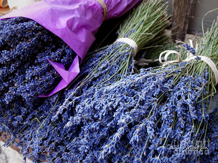 Lavender For Sale Photograph by Lainie Wrightson