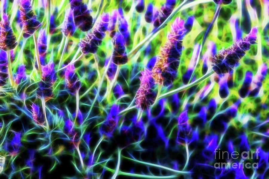 Lavender Fractal Flowers by Tracey Everington Lavender Fractal Flowers by Tracey Everington