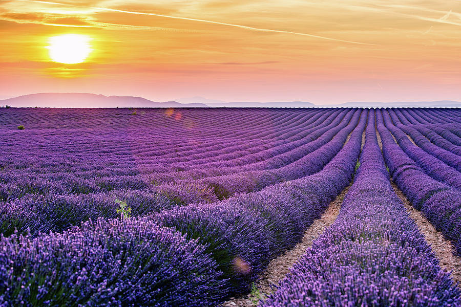 Lavender Photograph by Francesco Riccardo Iacomino
