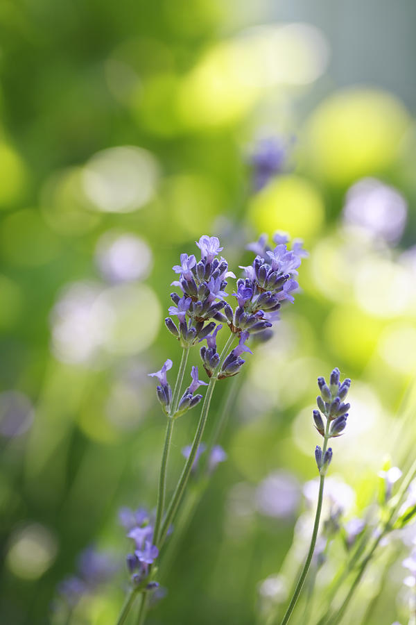 Lavender Garden Photograph by Frank Tschakert