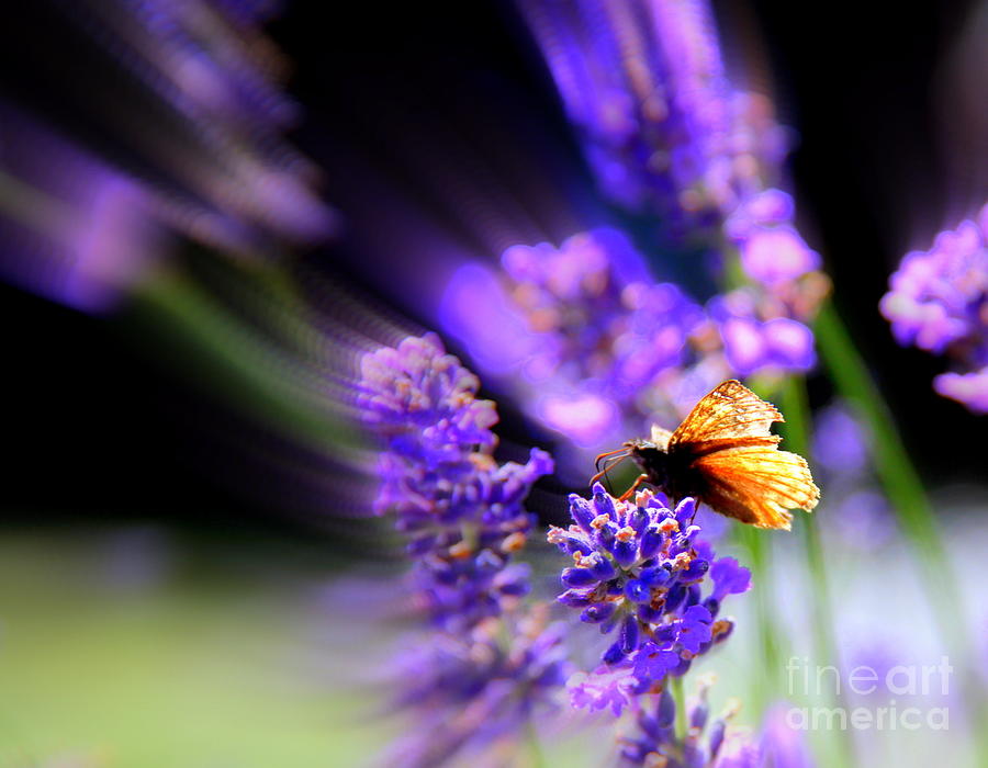 Butterfly Photograph - Lavender Garden by Michele Hancock Photography
