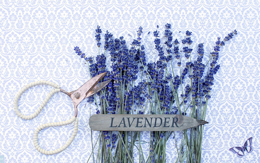 Lavender Garden Photograph by Rebecca Cozart