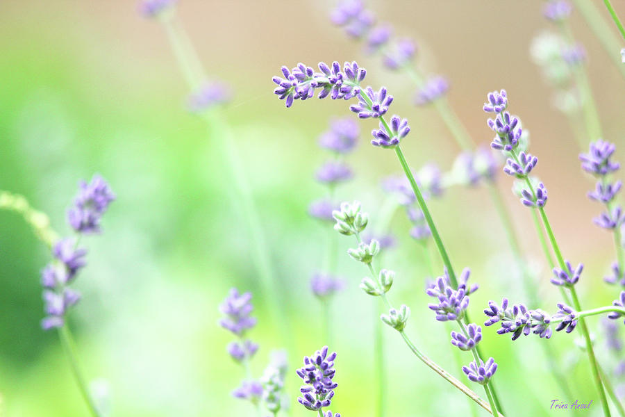 Lavender Garden Photograph by Trina Ansel